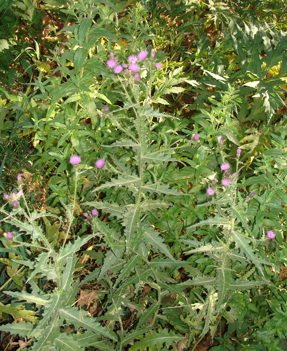 Image of genus Cirsium specimen.
