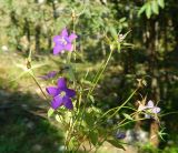 род Campanula. Цветущие и плодоносящие растения. Черногория, окр. г. Котор, \"Старая австрийская дорога\", кипарисовая роща. Июль 2018 г.