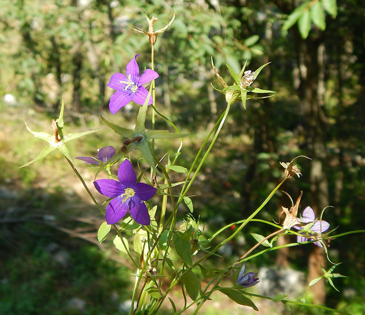 Изображение особи род Campanula.