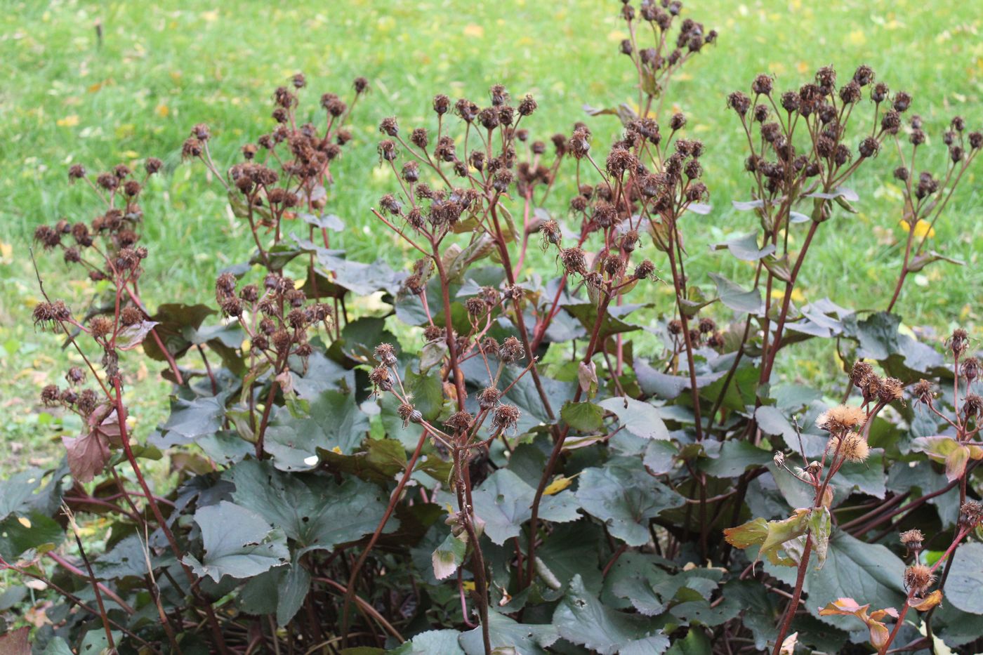 Image of Ligularia dentata specimen.