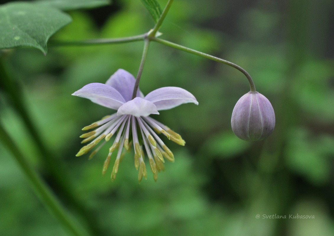 Изображение особи Thalictrum delavayi.