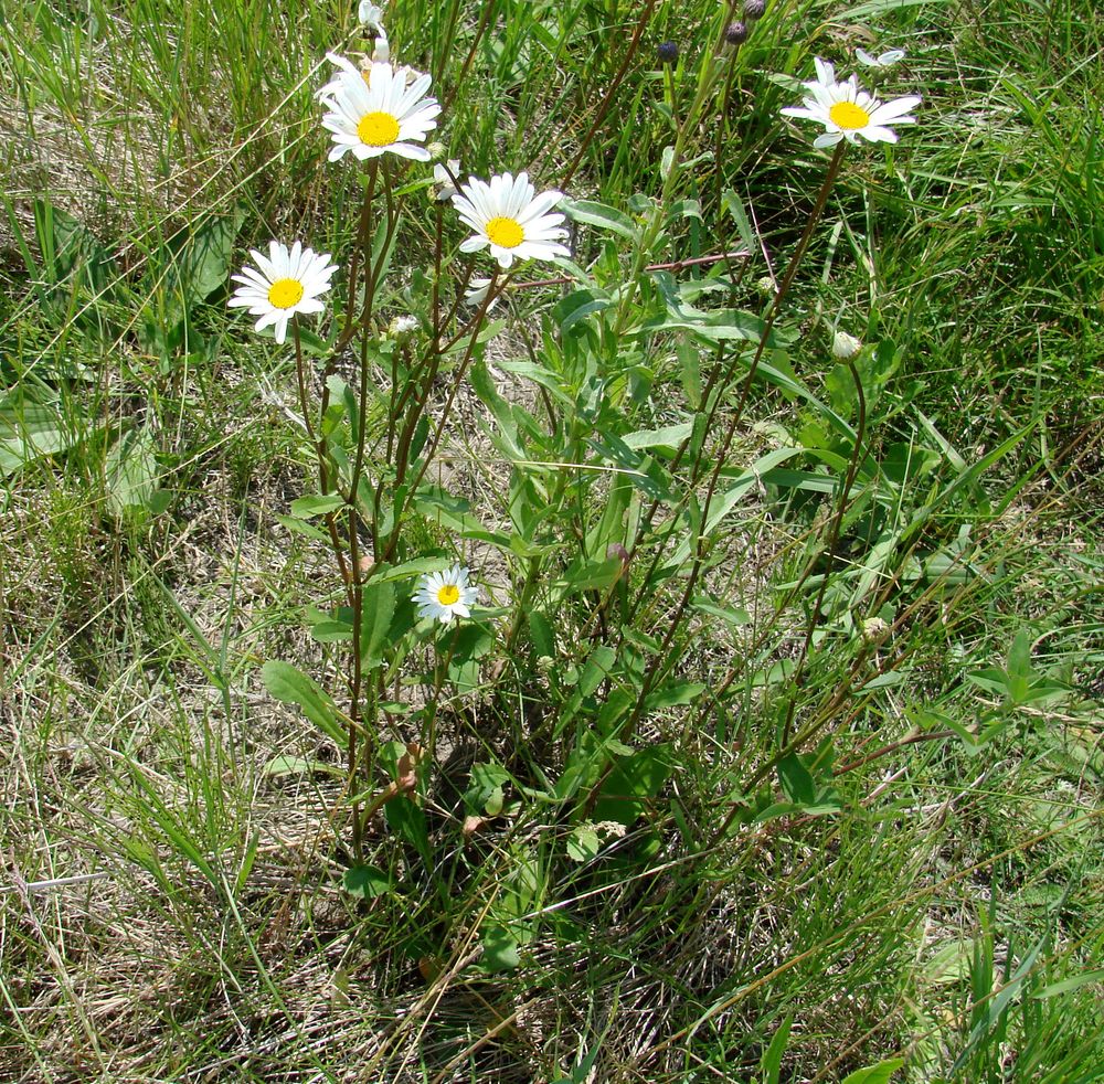 Image of Leucanthemum ircutianum specimen.