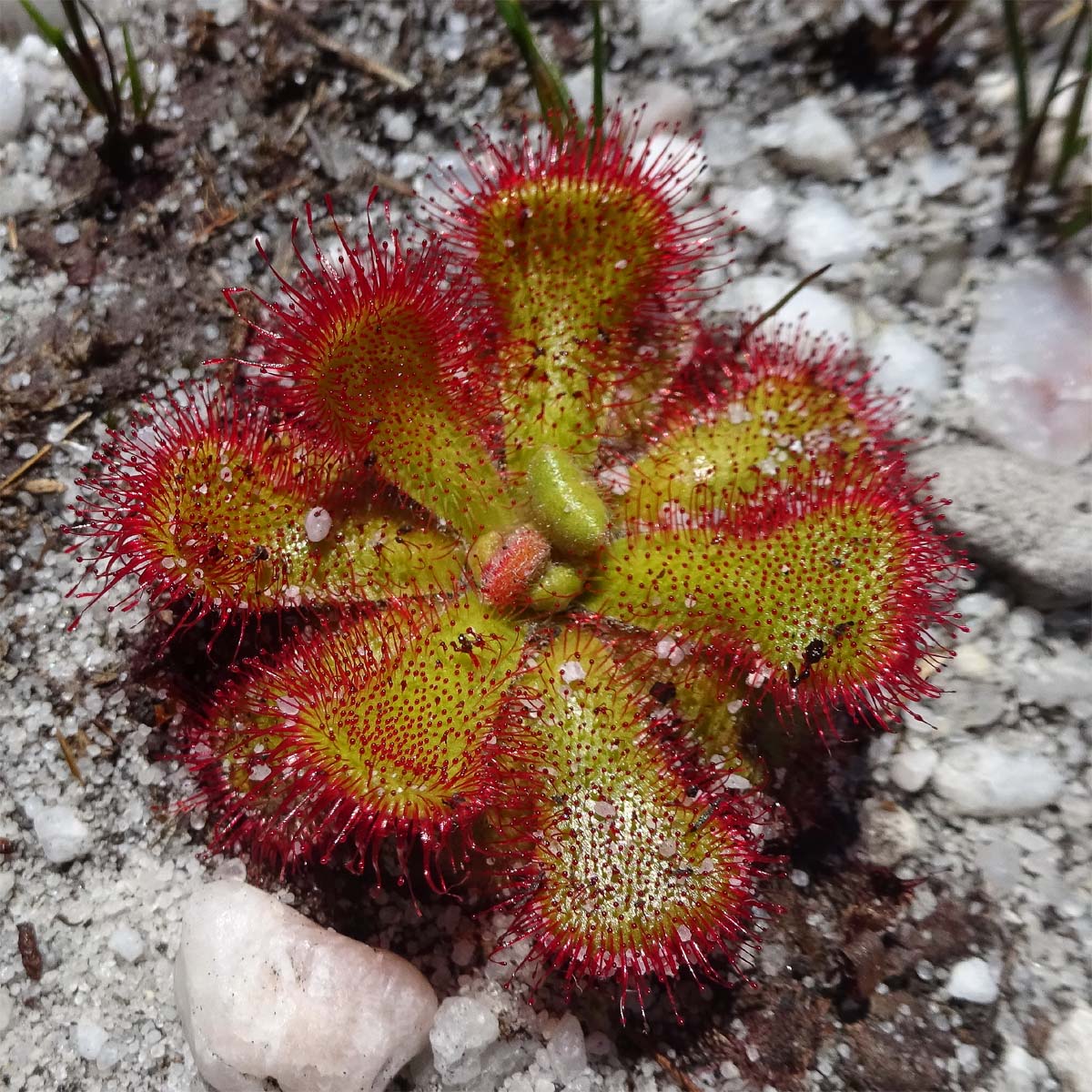 Изображение особи Drosera cuneifolia.