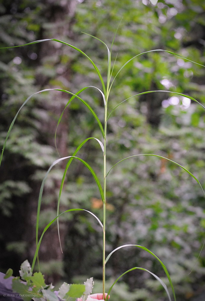 Изображение особи Carex atherodes.