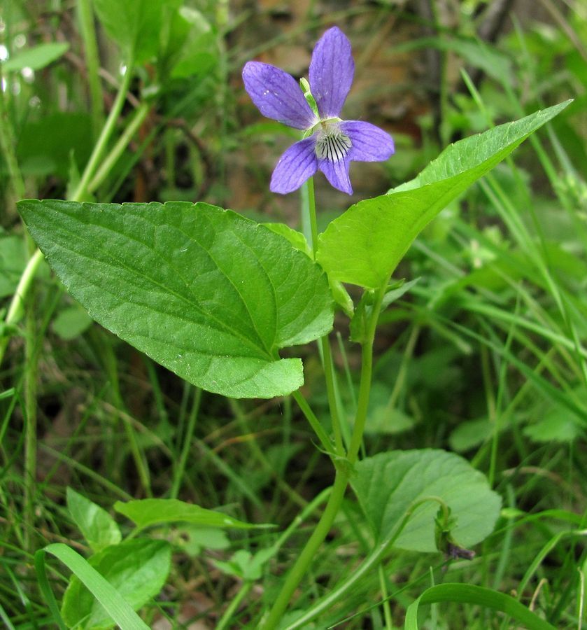 Image of Viola canina specimen.