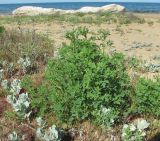 genus Melilotus