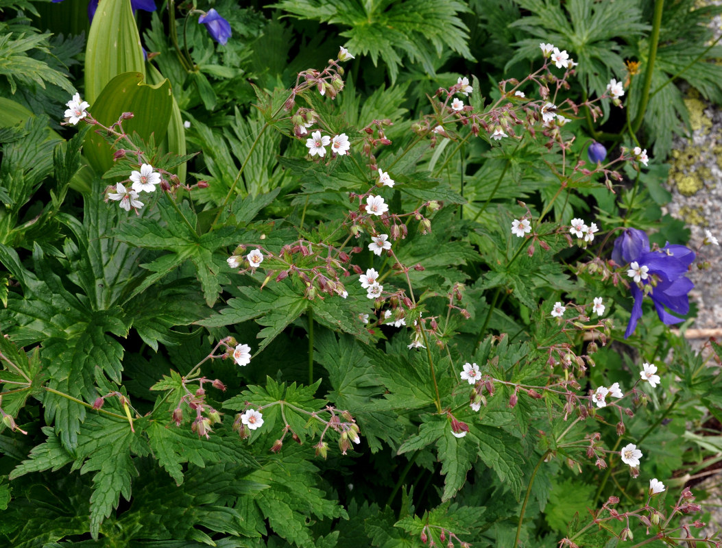 Image of Geranium krylovii specimen.