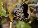 Quercus coccifera