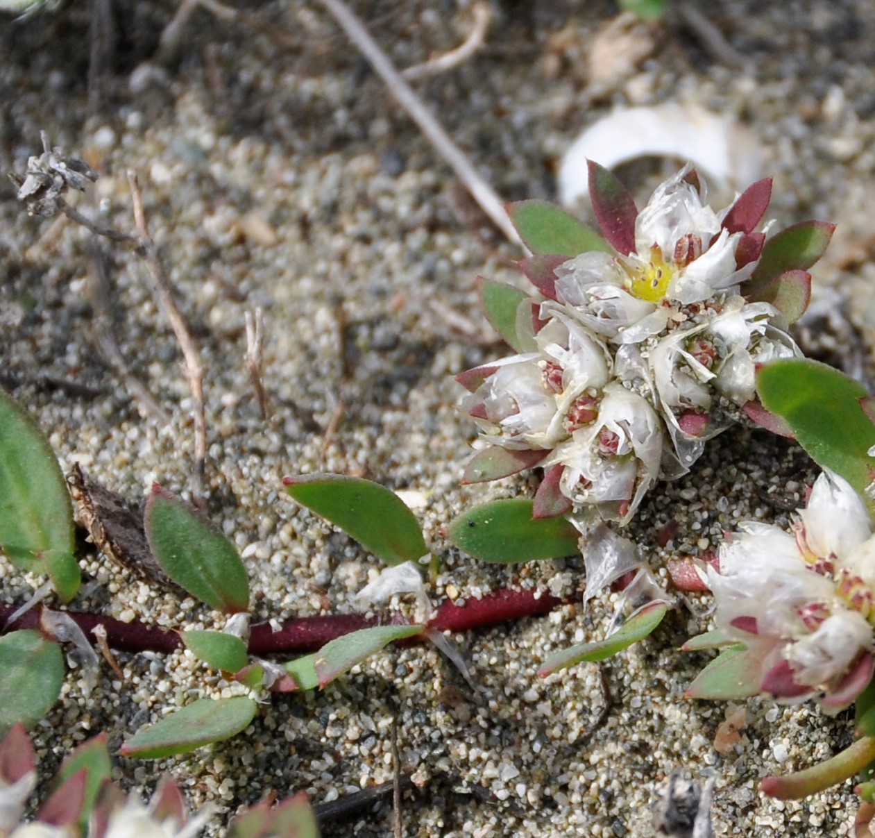 Image of Paronychia argentea specimen.