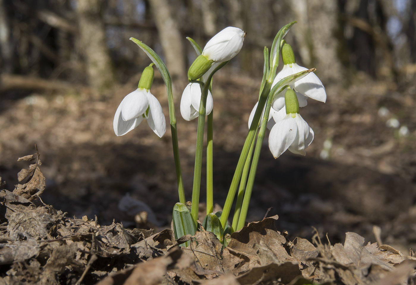 Изображение особи Galanthus plicatus.