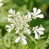 Tordylium aegyptiacum