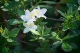 genus Rhododendron