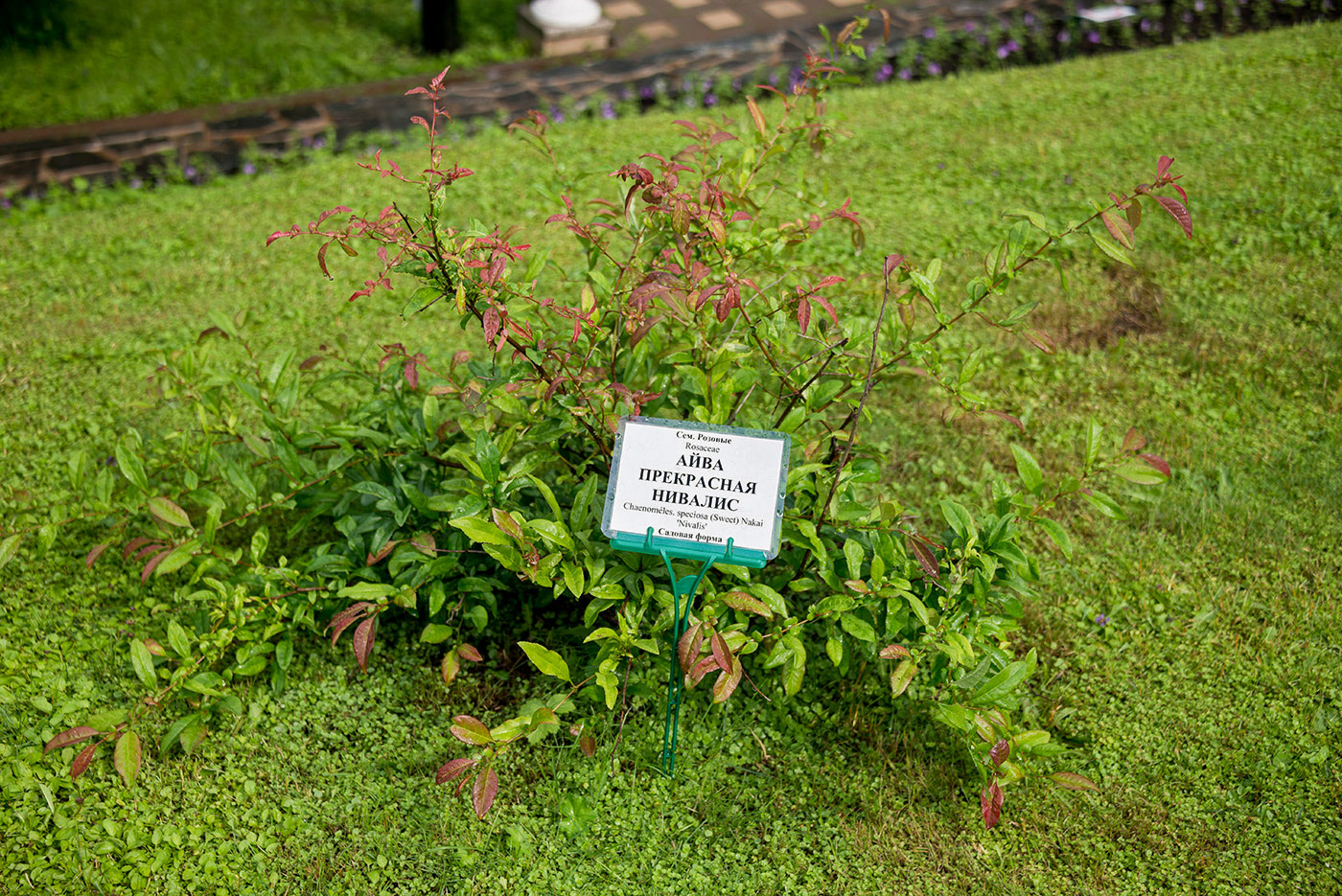 Image of Chaenomeles speciosa specimen.