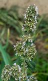 Nepeta cataria