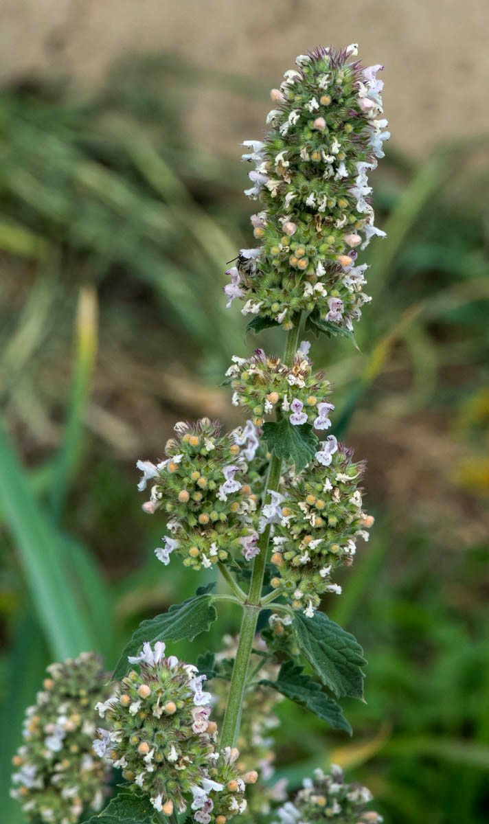 Image of Nepeta cataria specimen.