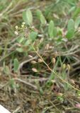 Hymenolobus procumbens. Верхушка соцветия с цветками и завязавшимися плодами. Крым, Арабатская стрелка, солончак. 2 мая 2019 г.