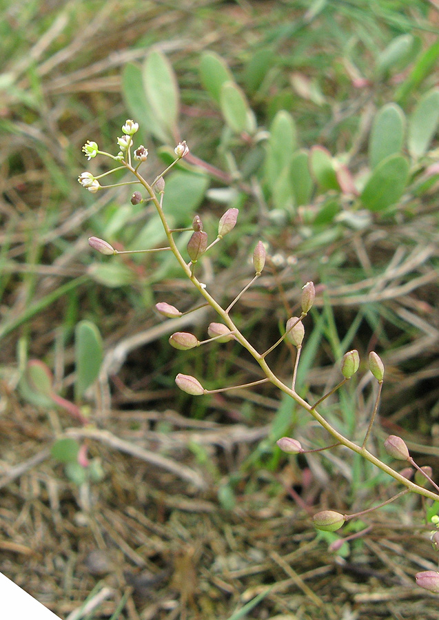 Изображение особи Hymenolobus procumbens.