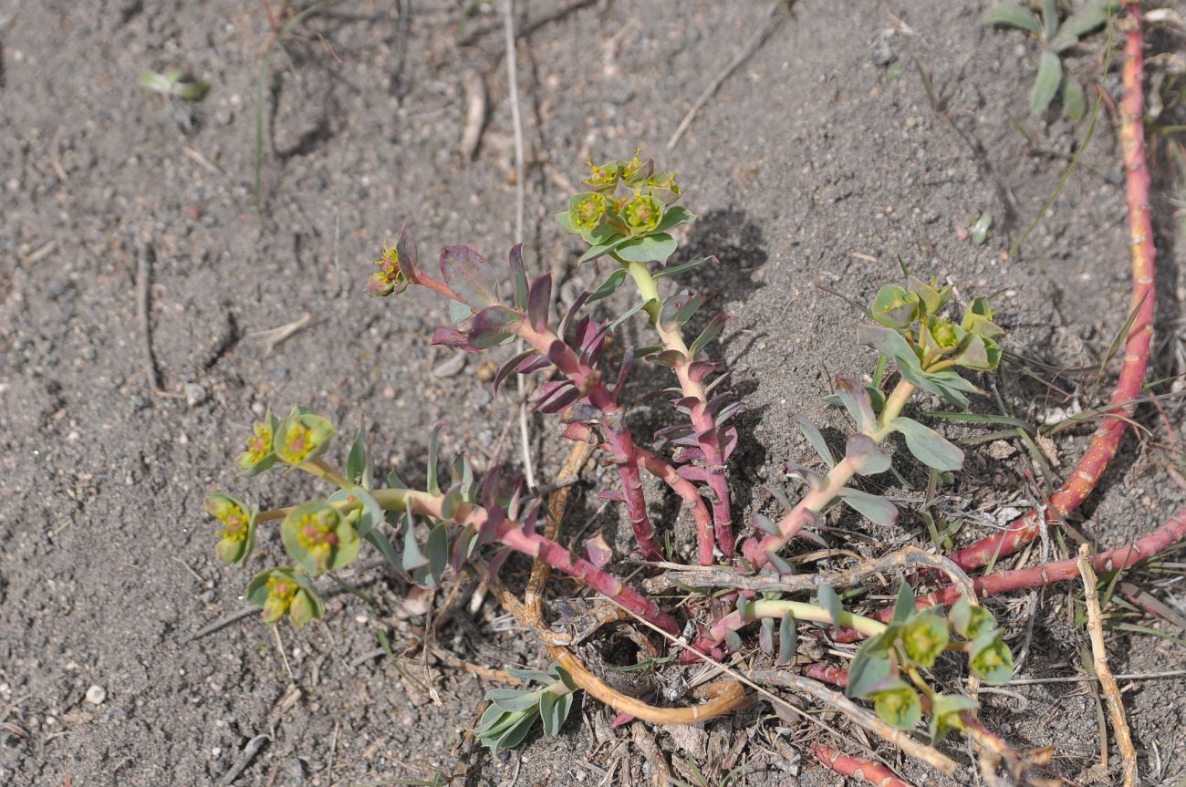 Изображение особи Euphorbia armena.