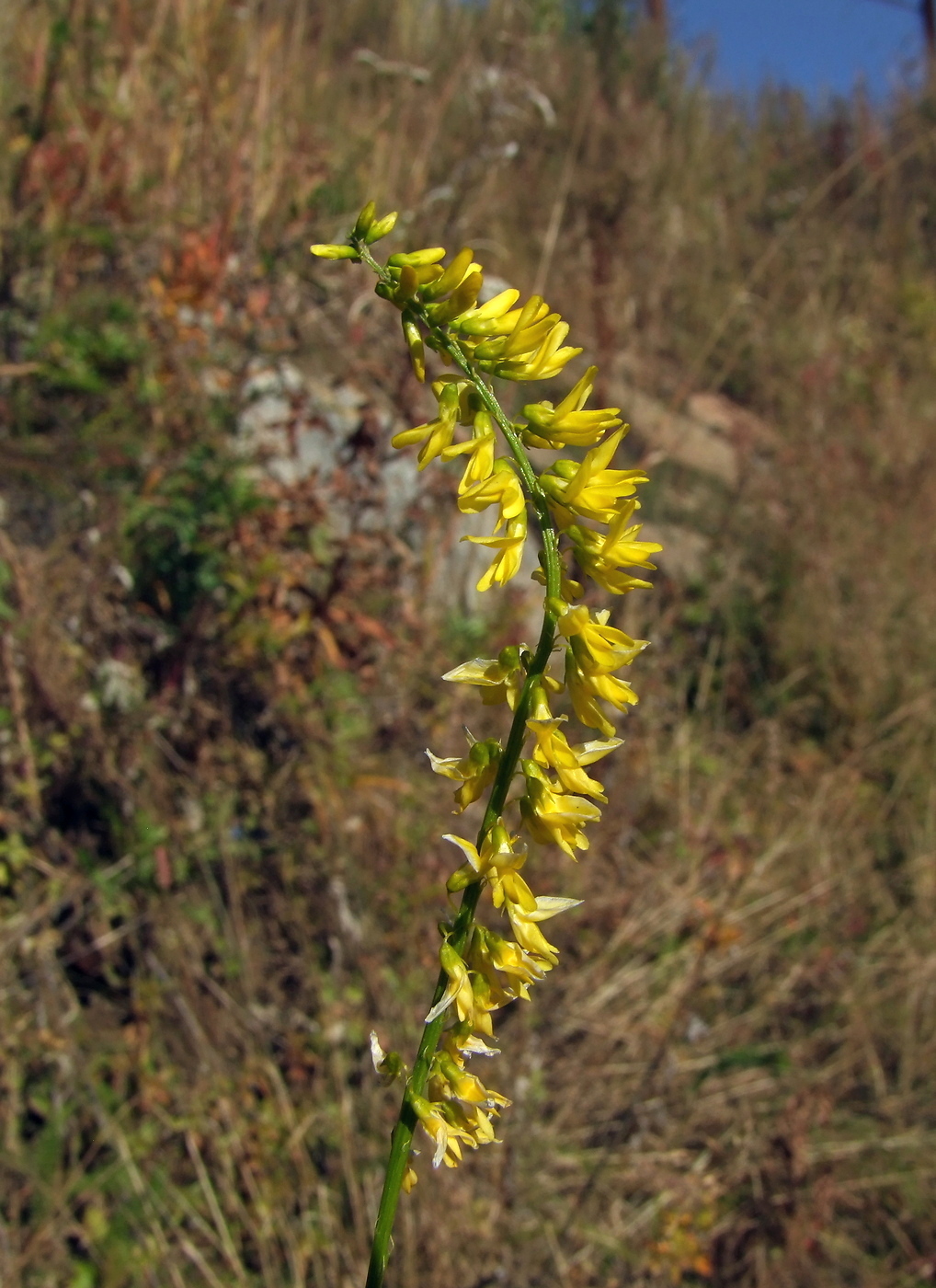 Изображение особи Melilotus officinalis.