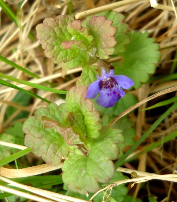 Изображение особи Glechoma hederacea.