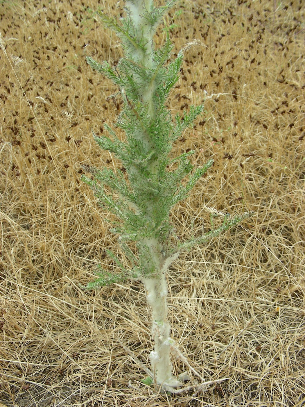 Image of Handelia trichophylla specimen.