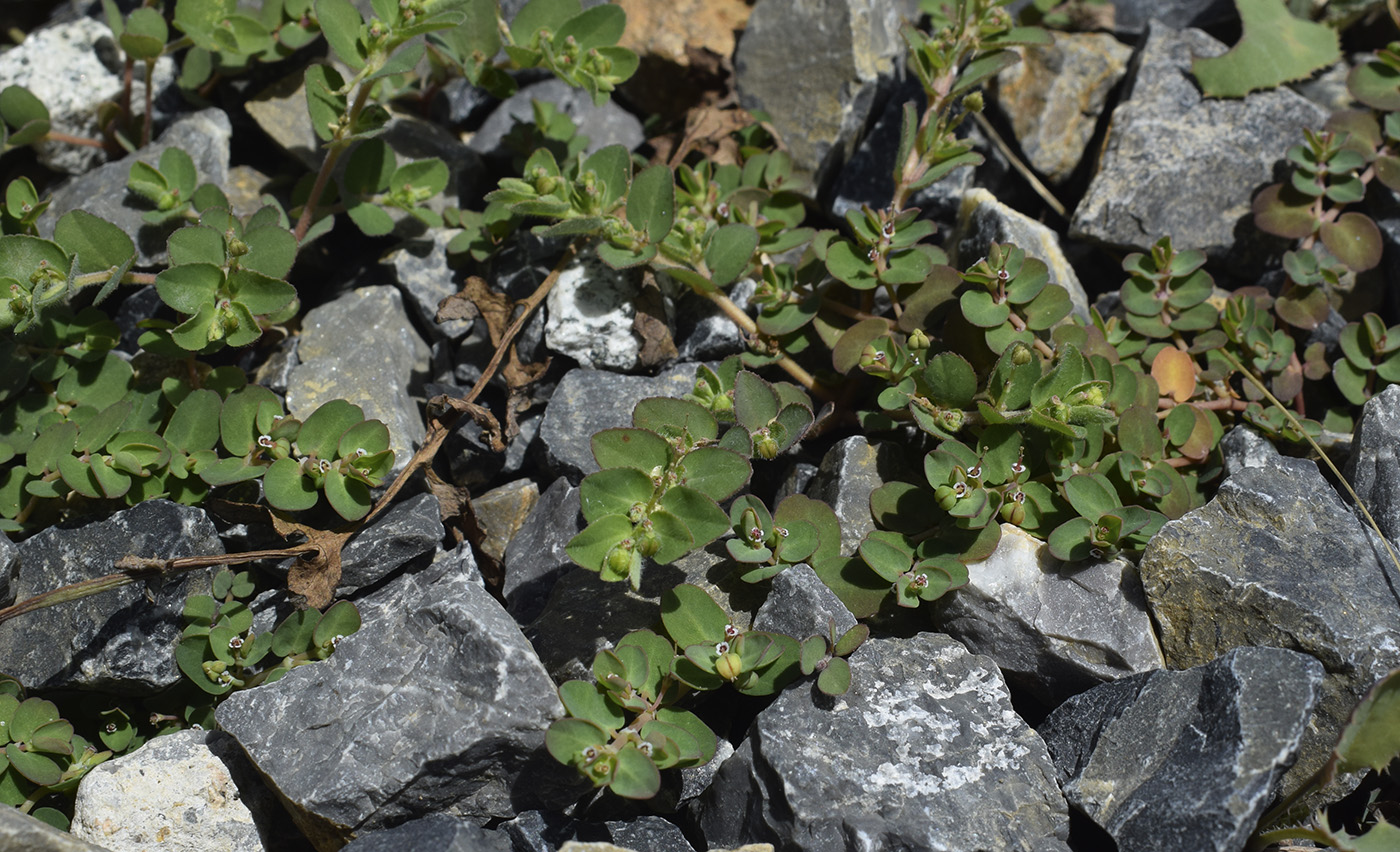 Изображение особи Euphorbia prostrata.