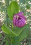 Cypripedium macranthos