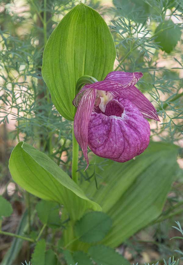 Image of Cypripedium macranthos specimen.