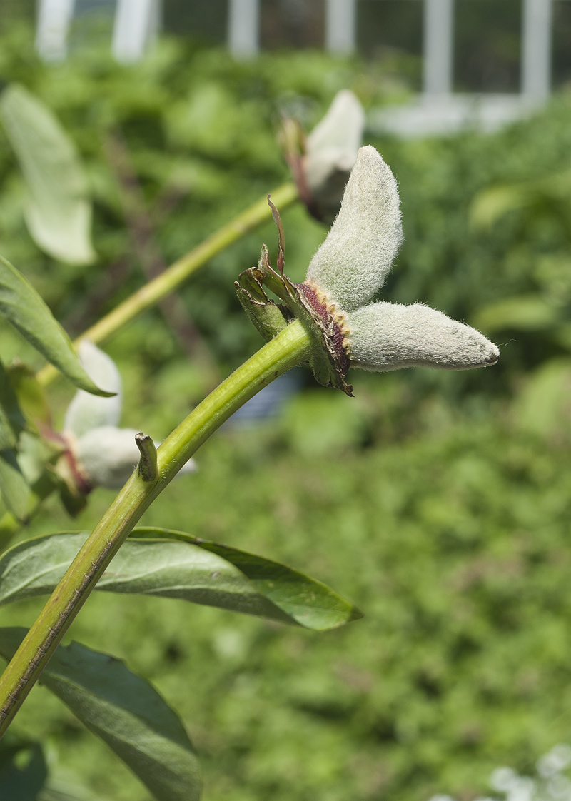 Image of Paeonia officinalis specimen.