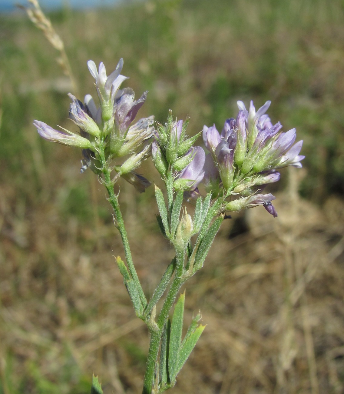 Image of Medicago caerulea specimen.