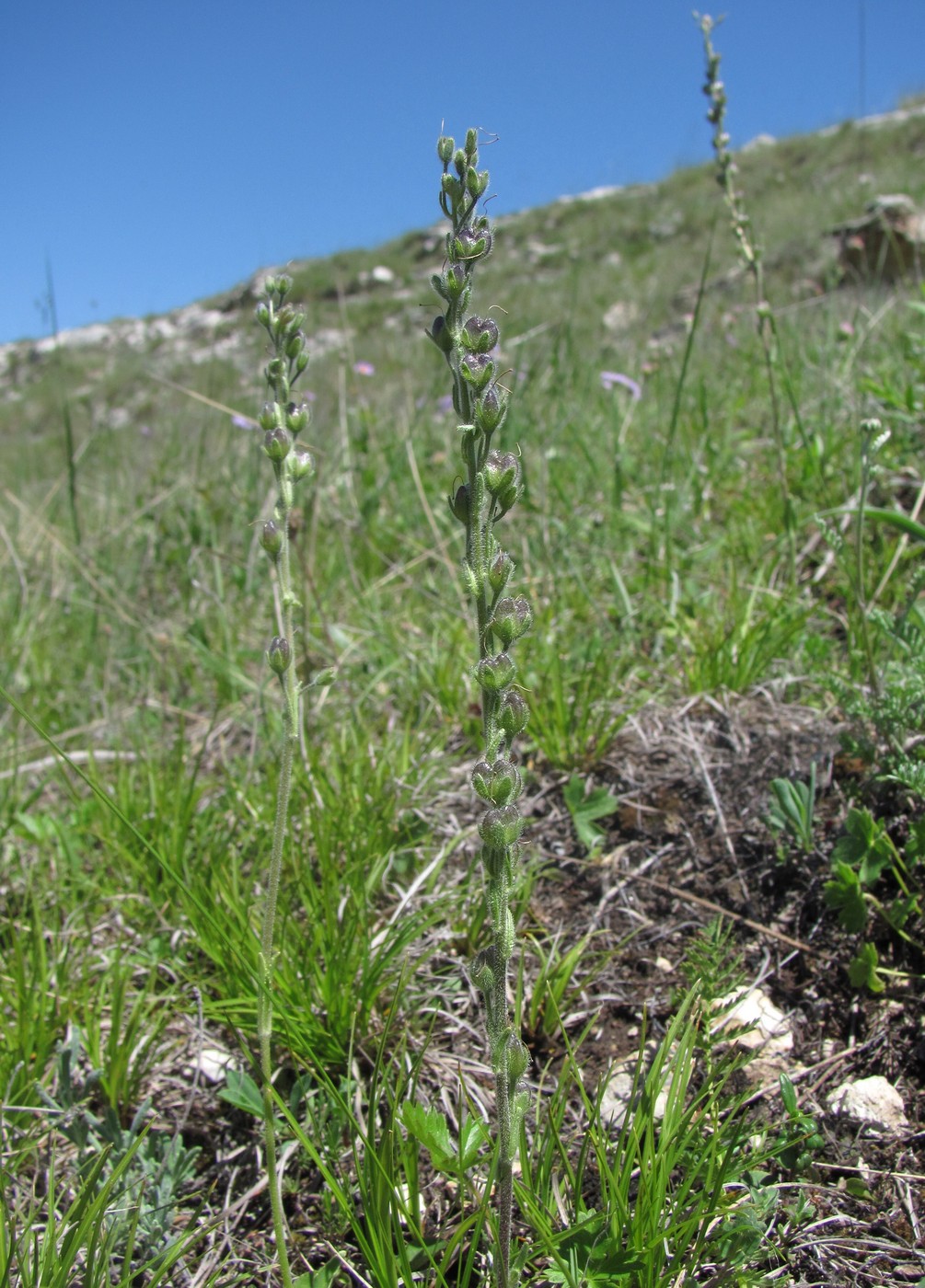 Image of Veronica gentianoides specimen.