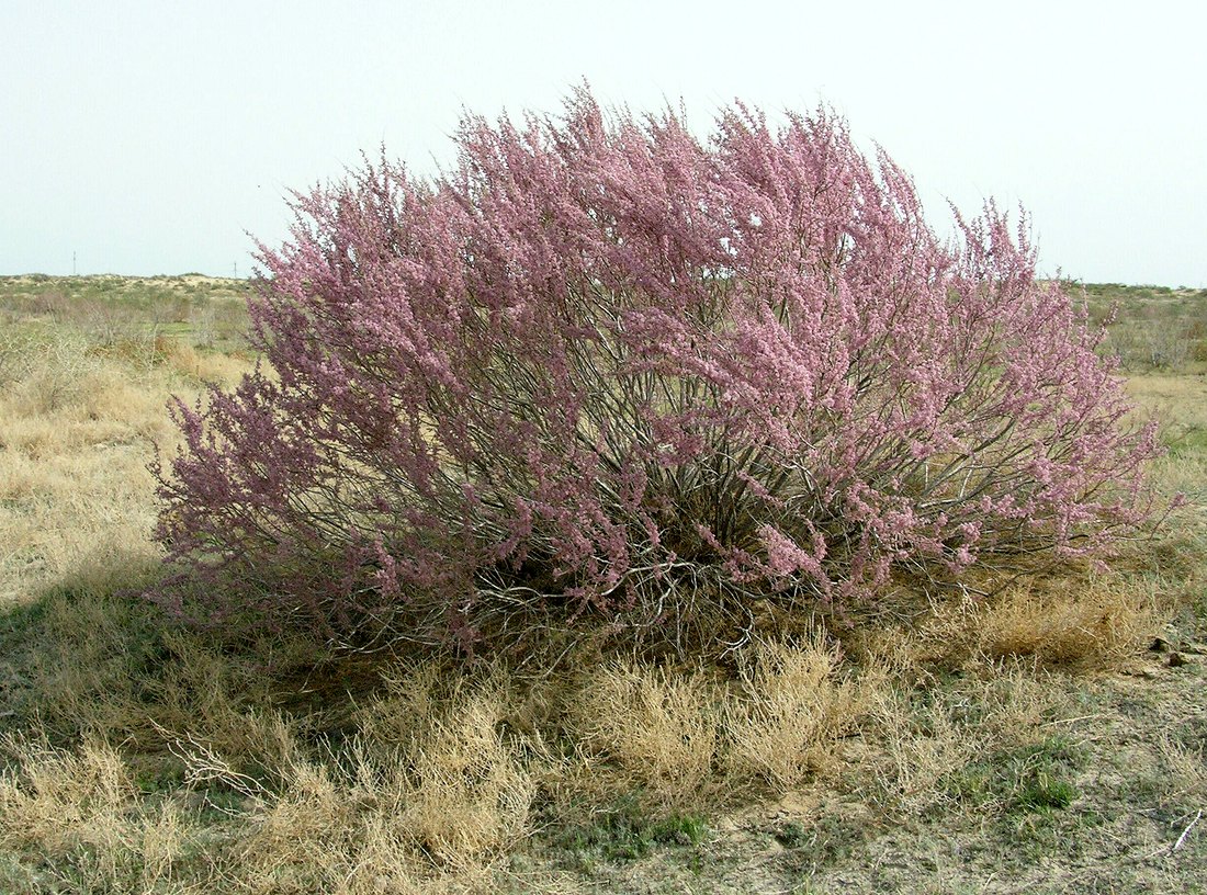 Image of genus Tamarix specimen.