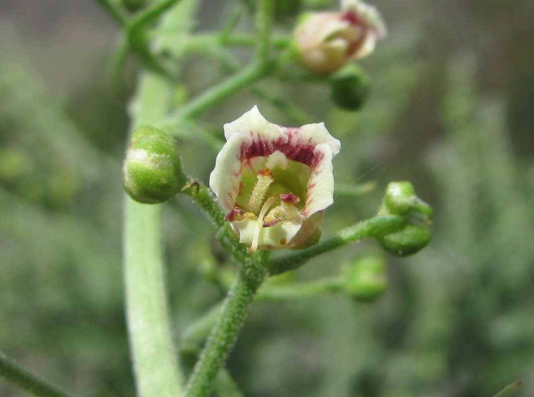 Изображение особи Scrophularia cinerascens.