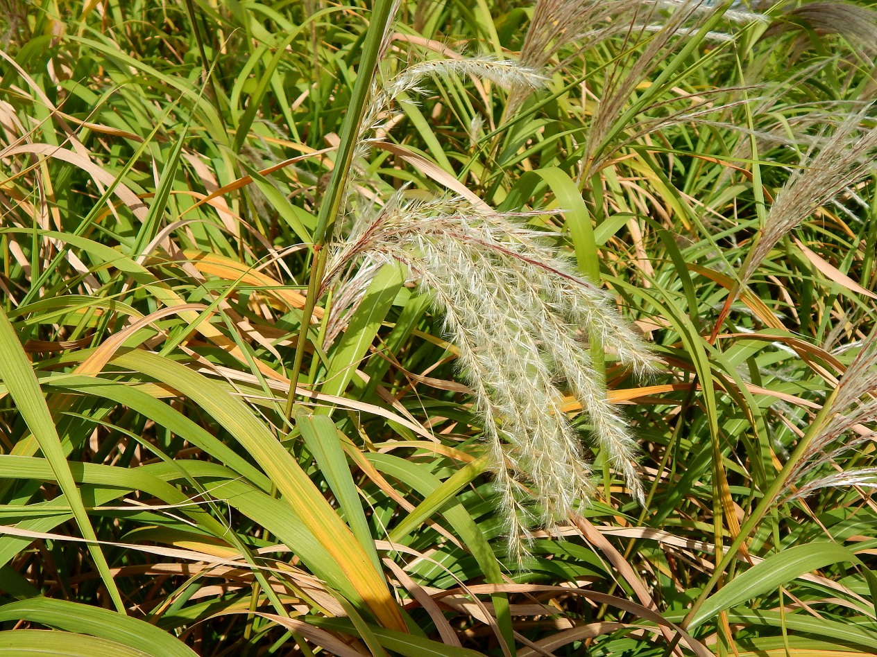 Image of genus Miscanthus specimen.