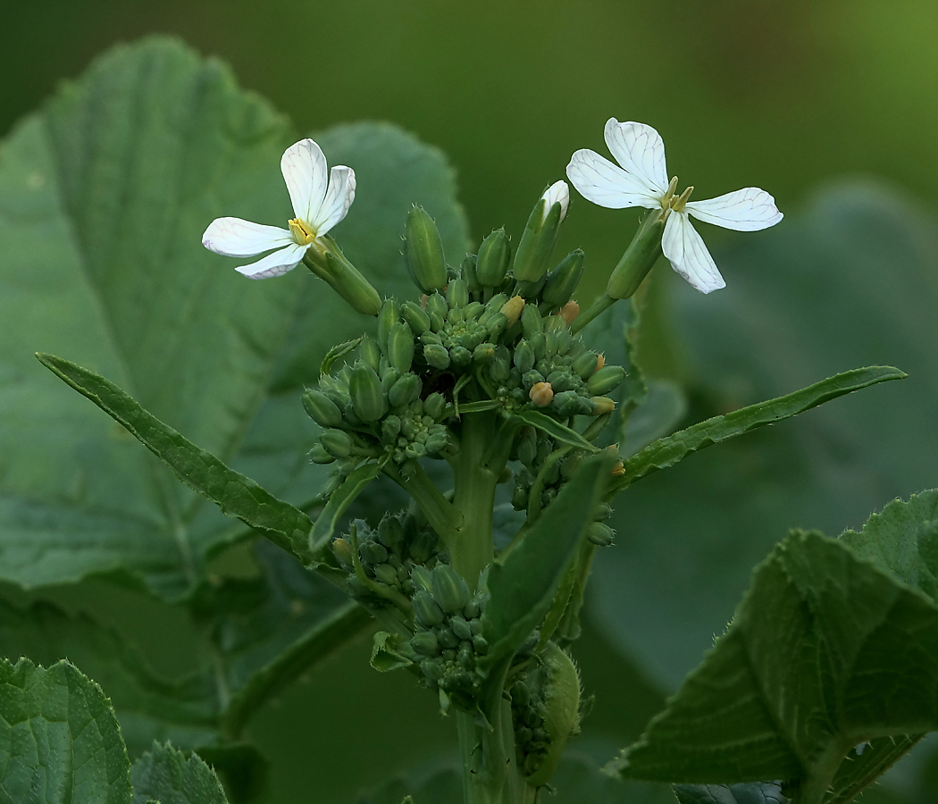 Изображение особи Raphanus raphanistroides.