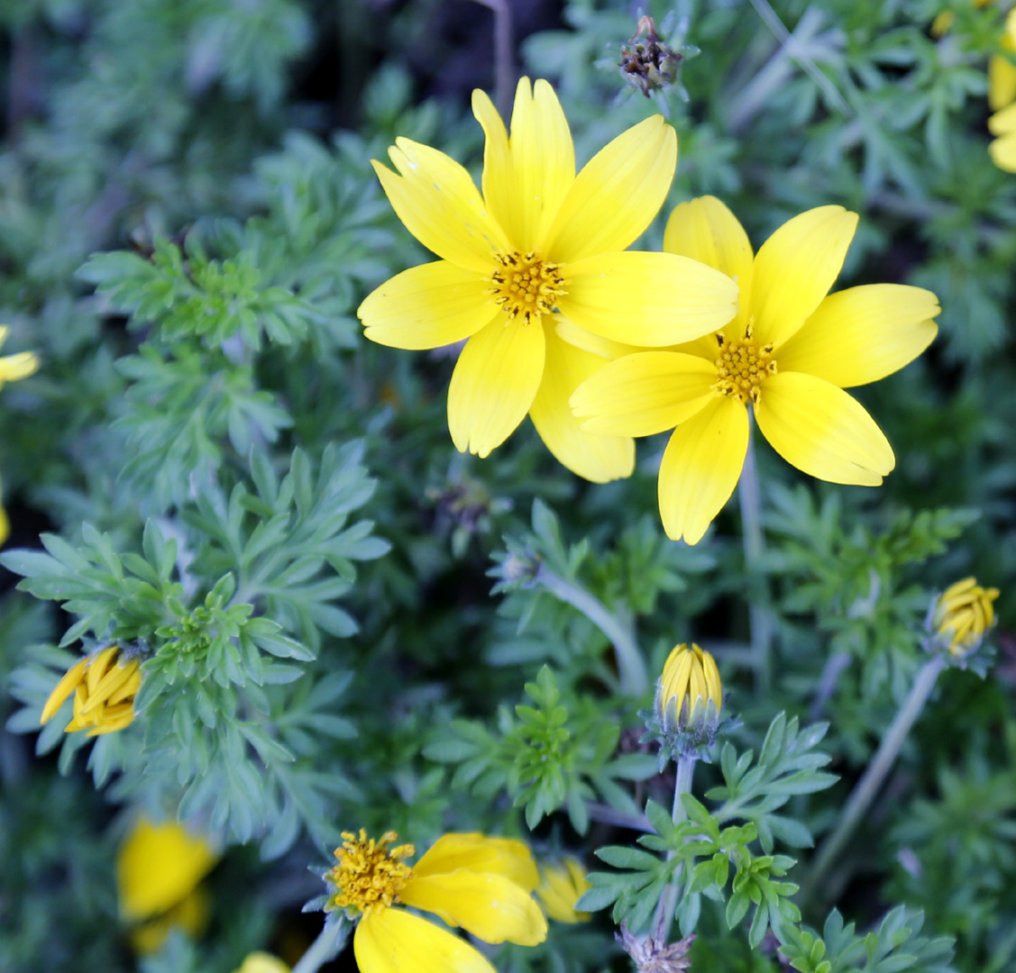 Image of Bidens aurea specimen.