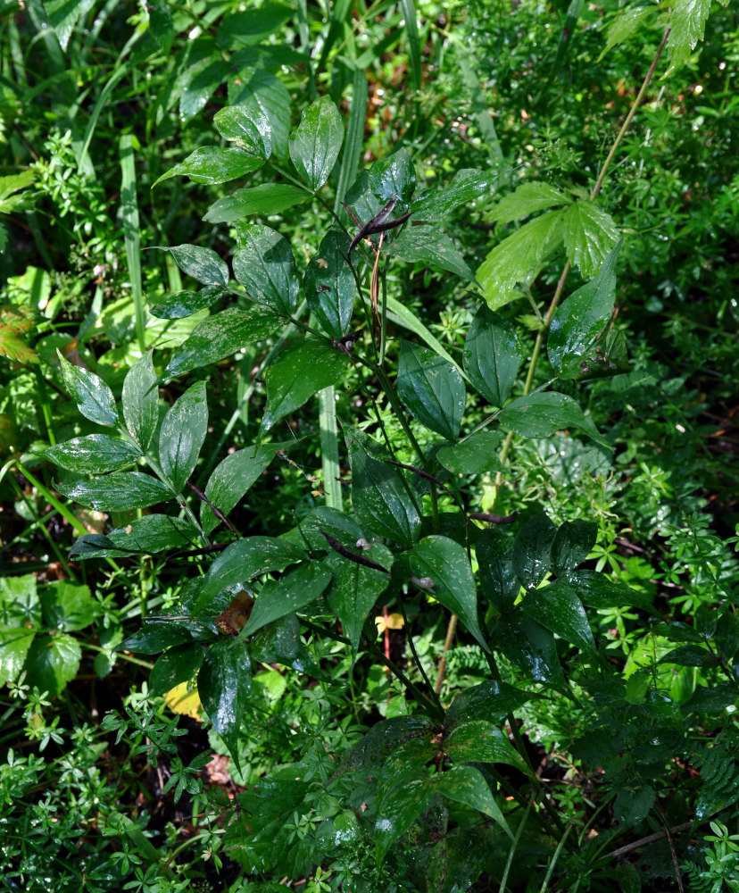 Изображение особи Lathyrus vernus.