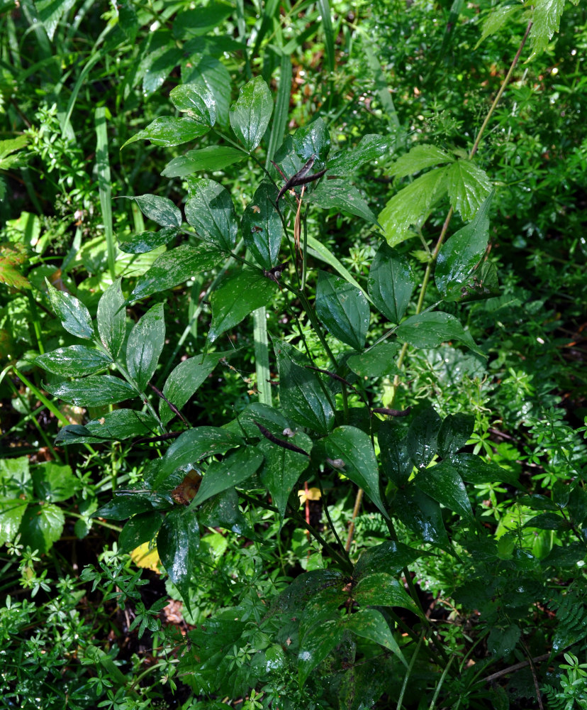 Изображение особи Lathyrus vernus.