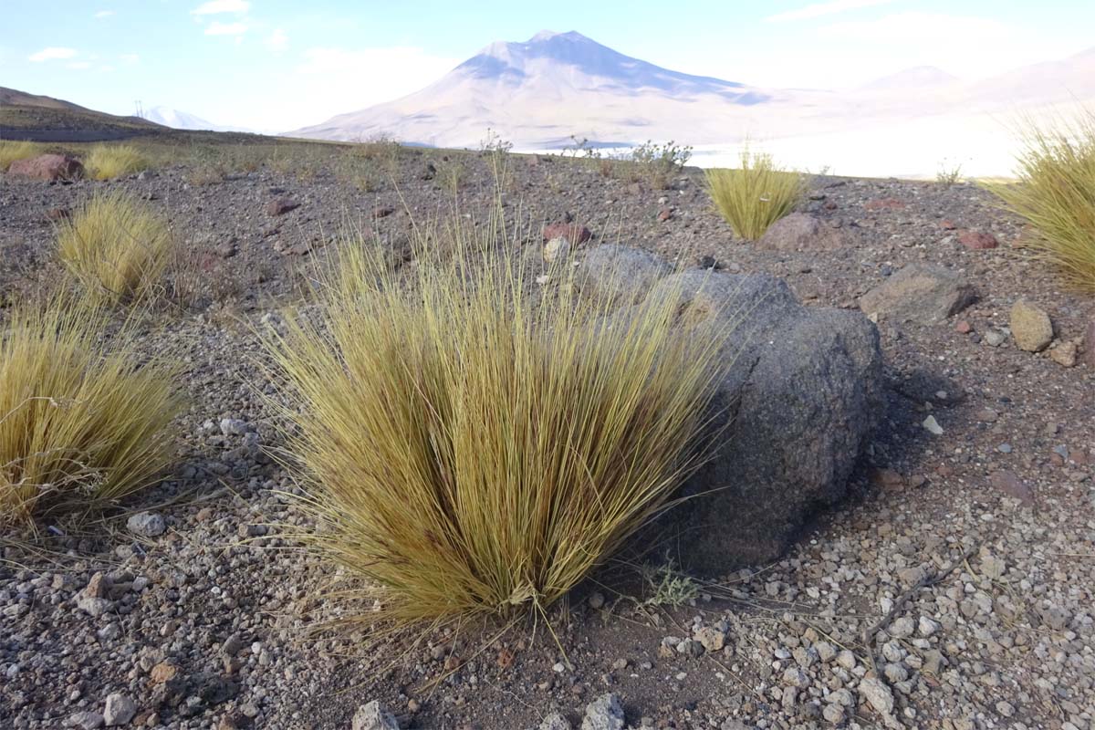 Image of Jarava ichu specimen.