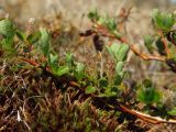 Salix fuscescens