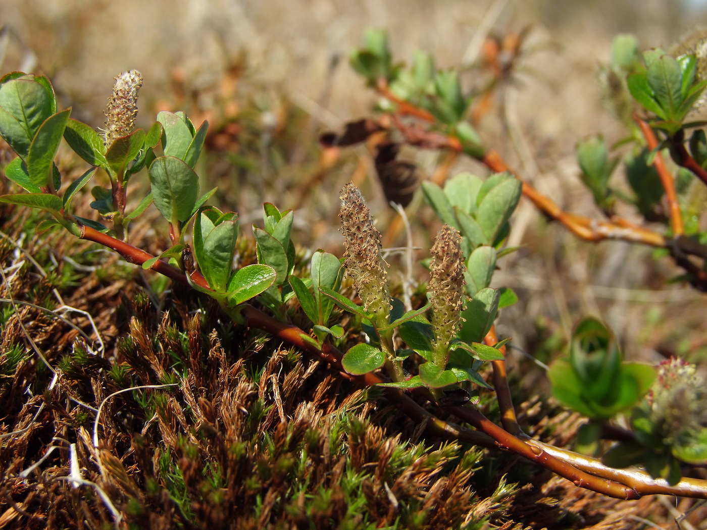 Изображение особи Salix fuscescens.