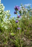 Campanula cervicaria. Верхушка цветущего растения. Ленинградская обл., Гатчинский р-н, окр. дер. Авколево, карьер \"Елизаветино\", зарастающий кустарниками луг на месте выработки известняка, склон канавы. 29.06.2019.