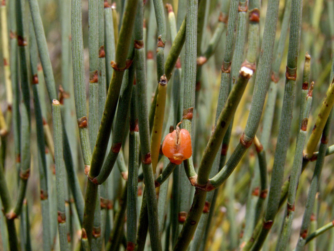 Image of Ephedra equisetina specimen.