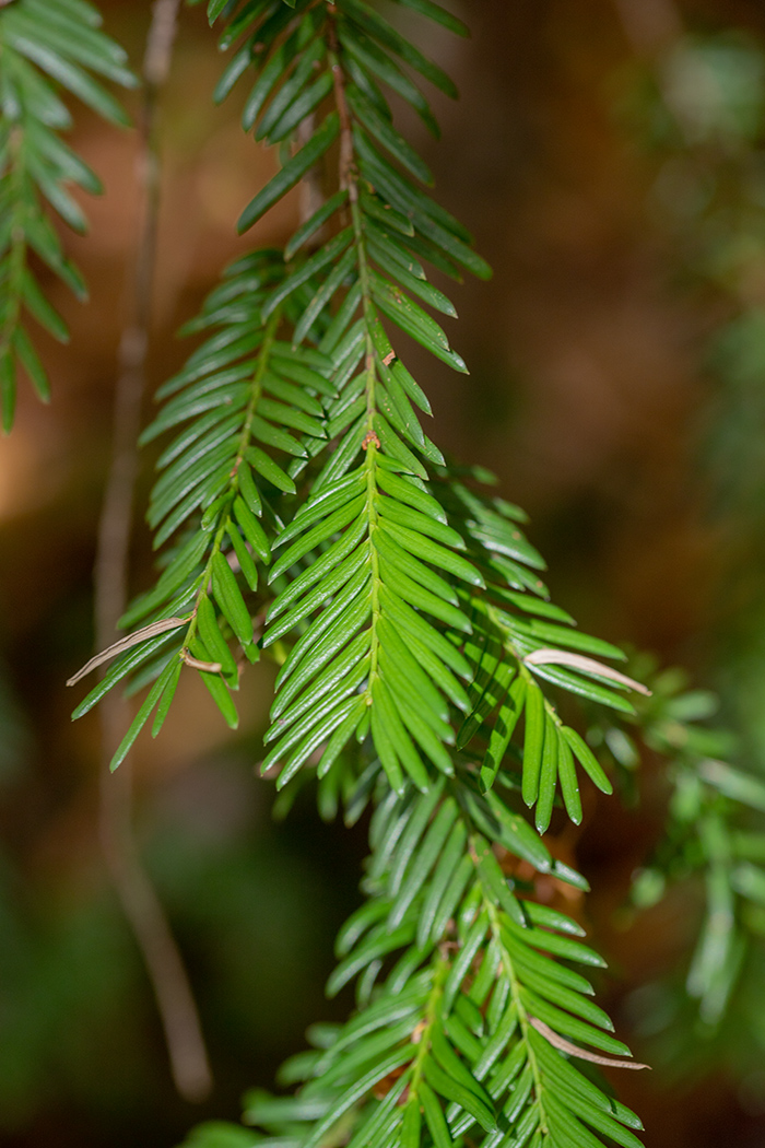 Image of Taxus baccata specimen.