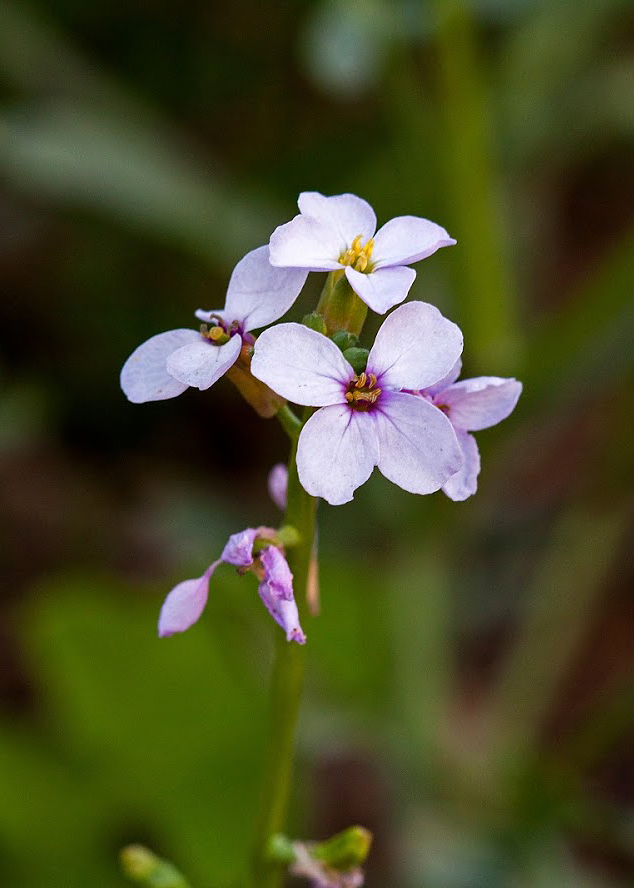 Image of Cakile maritima specimen.