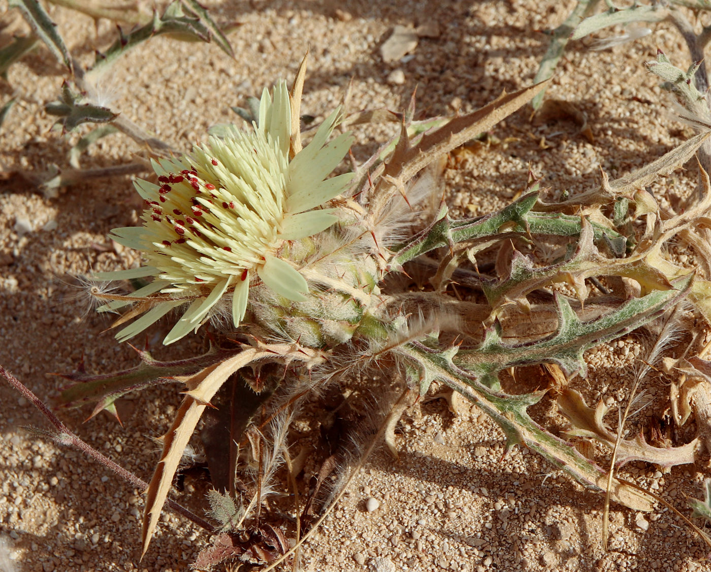 Image of Atractylis carduus specimen.