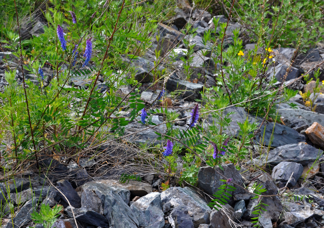 Image of Vicia cracca specimen.