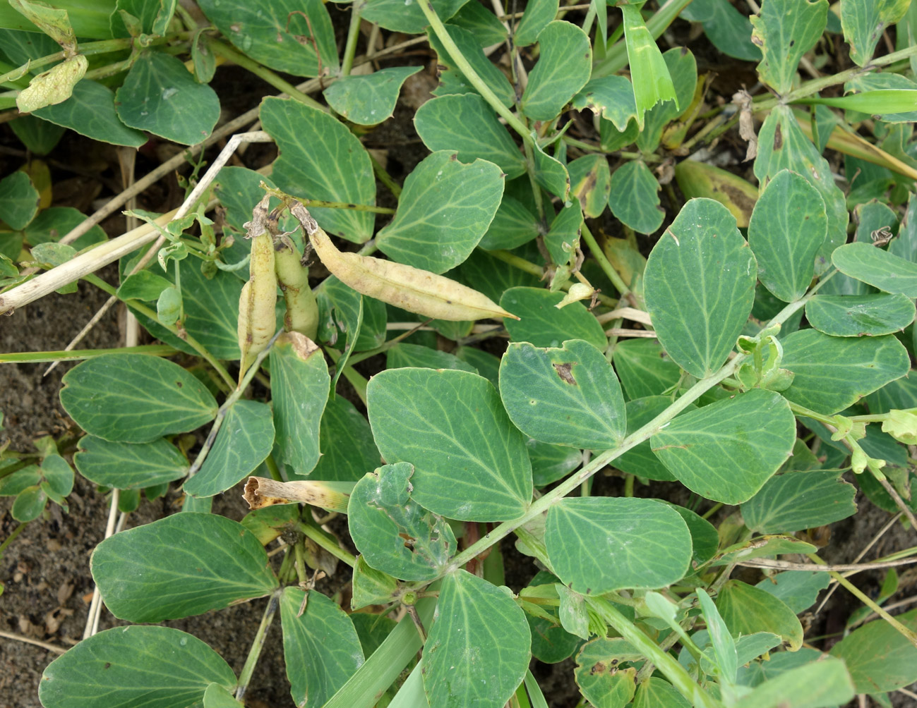 Изображение особи Lathyrus japonicus.