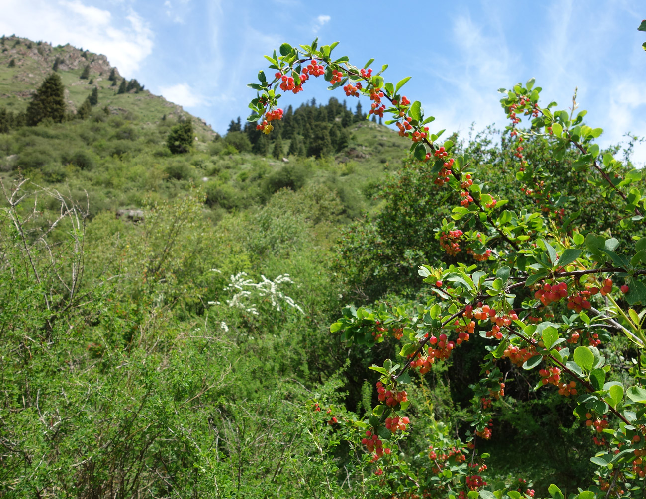 Image of Berberis sphaerocarpa specimen.