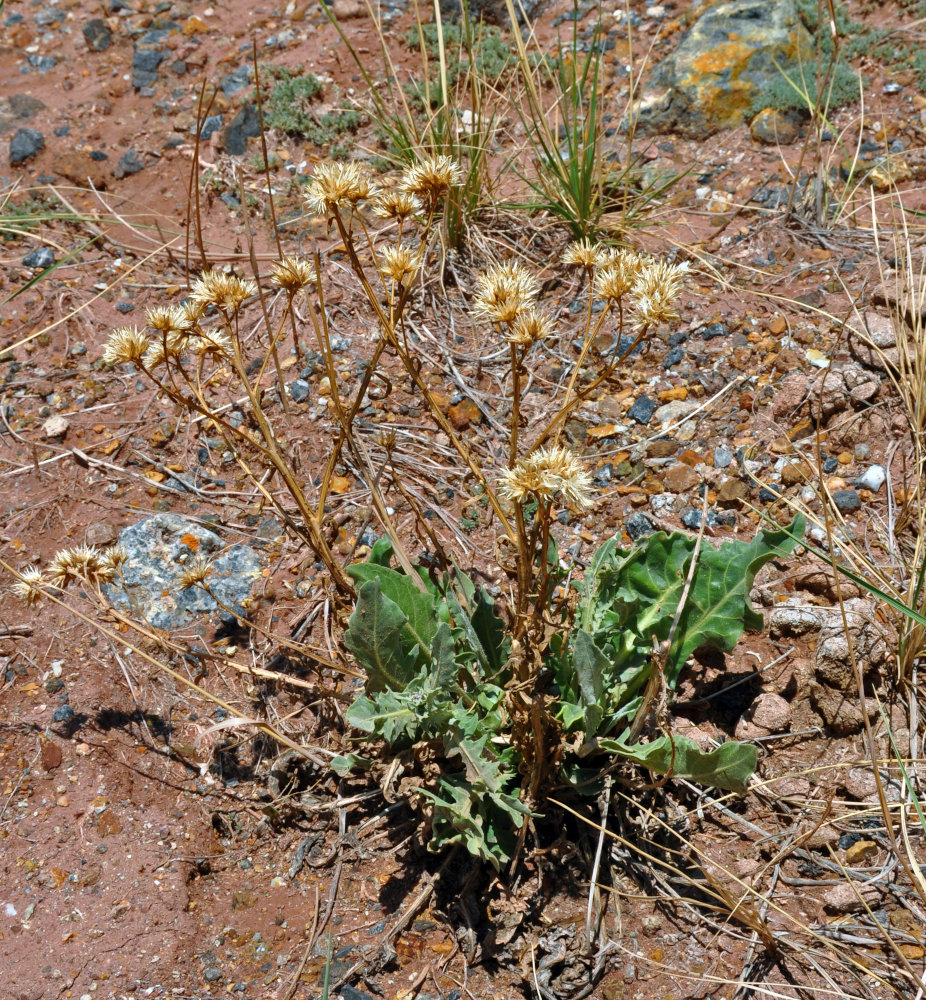 Image of Saussurea salsa specimen.